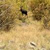 Cow moose on the trail. She was not alone…