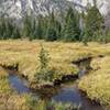 A pleasant alpine meadow surprise after passing the turnoff to Deep Lake.