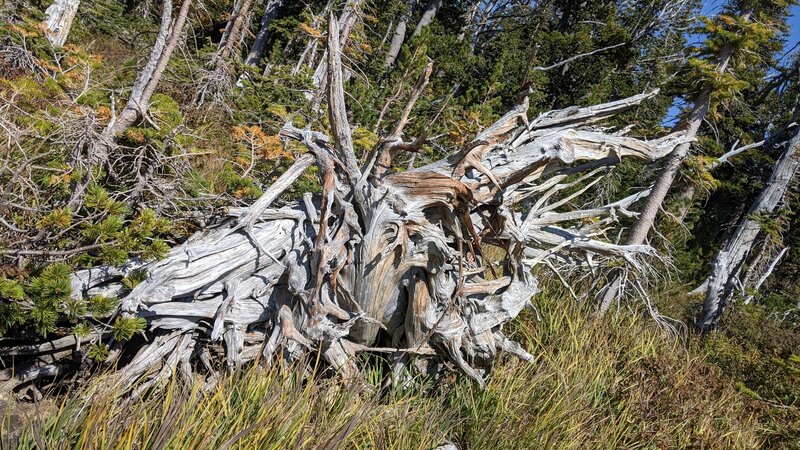 One of the many upturned and weathered root wads from what seems to be a microburst event in the area a few years back