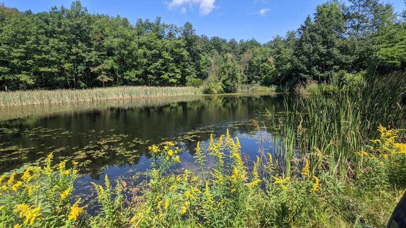 Pond along the yellow trail.