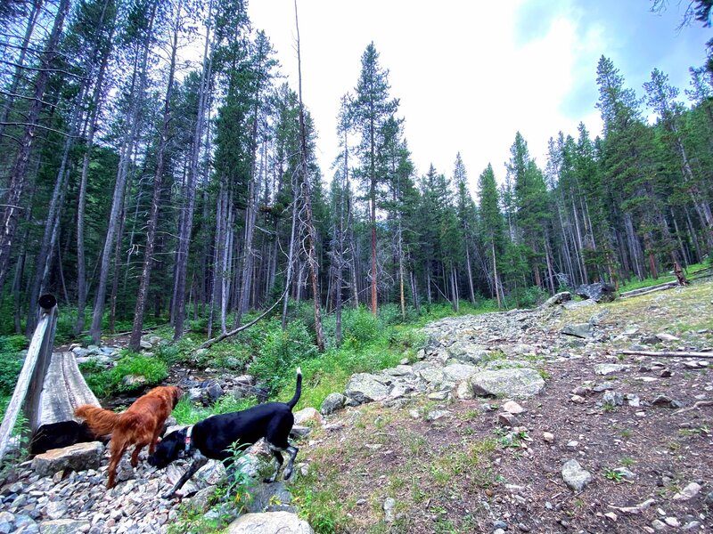 Our dogs at the creek crossing.