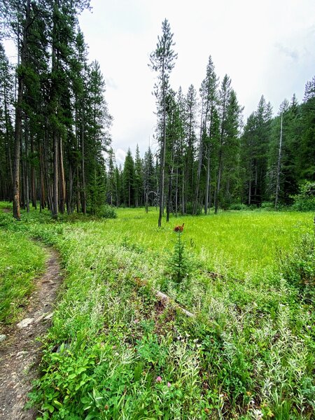 Alpine field along the trail.