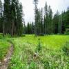 Alpine field along the trail.