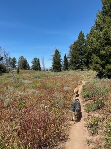 Skyline Trail & some happy pups.