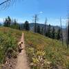 Trail pup on Skyline Trail.