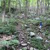 Navigating the trail as it starts to get steeper.