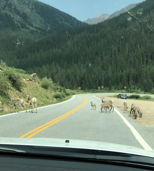 Bighorns with young crossing - drive cautiously!!