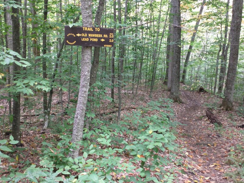 Trail junction of Deer Pond trail and Lead Pond trail.