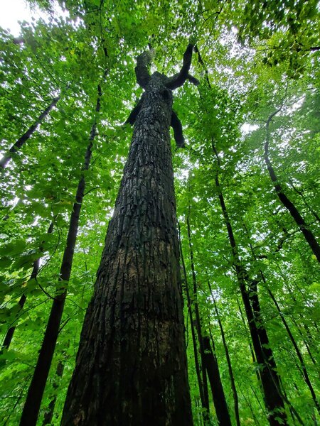 Lots of large tulip poplar trees along this trail.