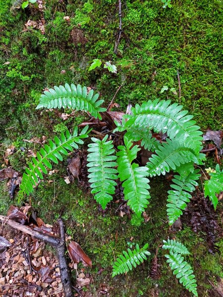 You'll find wild ferns in the more shaded wet sections of the trail.