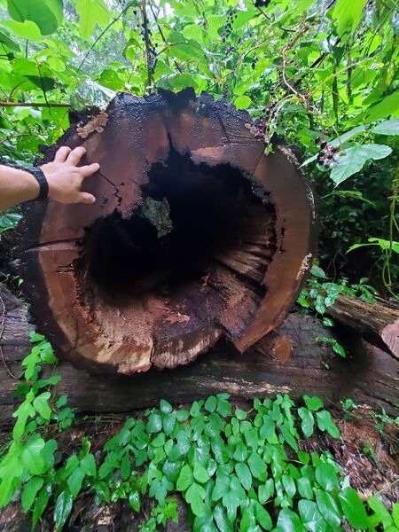 A large fallen tulip poplar tree.