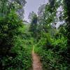 Just a cool looking part of the trail on a rainy day.