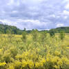 Wonderful prairie at the Moraine Nature Preserve.