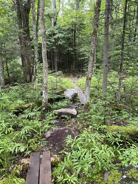 Feeder trail to the Mount Phillips Trail.