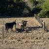 Cows can be found throughout the preserve, and depending on the time of the year, calves can be found with the cows.  Use caution as you approach, especially if calves are present.