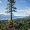 Lome Douglas Fir Viewpoint.