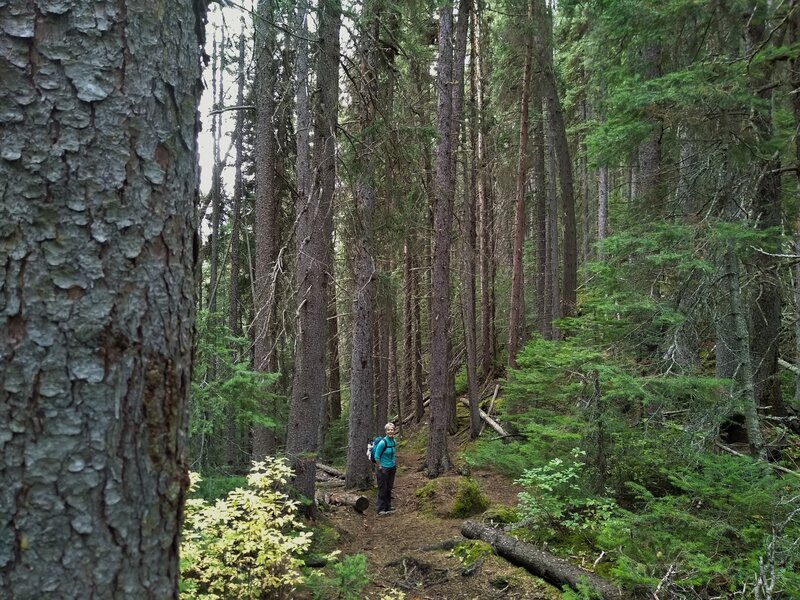 Tall trees in the forest along Lake of the Hanging Glacier Trail.