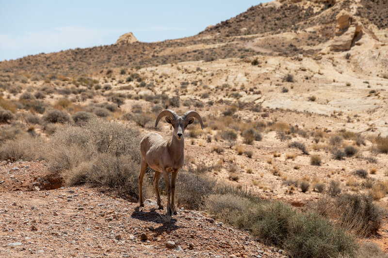 Bighorn Sheep near Silica Dome