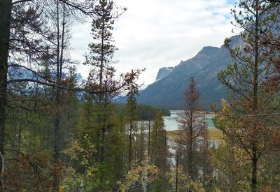 Views of the Athabasca River, Mount Sadleir, Fortress Mountain, and other mountains, tease the hiker through the trees of the forested Chaba Trail.
