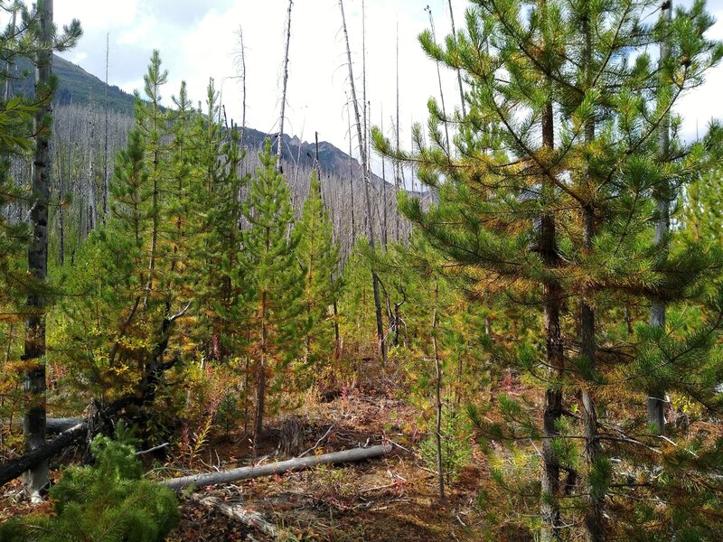The Moose River Route travels through a regenerating burn area here, with healthy new firs 6 to 20 feet tall.