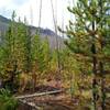 The Moose River Route travels through a regenerating burn area here, with healthy new firs 6 to 20 feet tall.