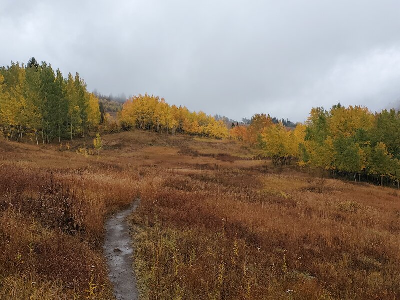 Pretty fall colors on a moody, rainy day.