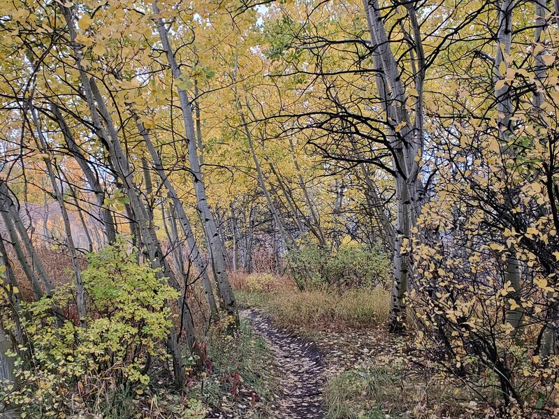 Half Nelson Trail passes through little aspen groves that turn brilliant yellow in the fall