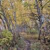 Half Nelson Trail passes through little aspen groves that turn brilliant yellow in the fall