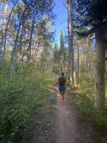 Aspen canopy.