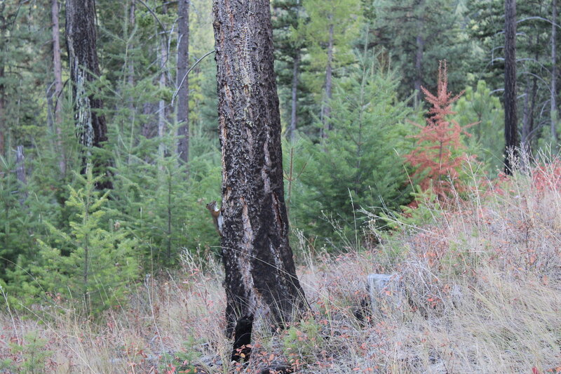 Young Squirrel near the trail.