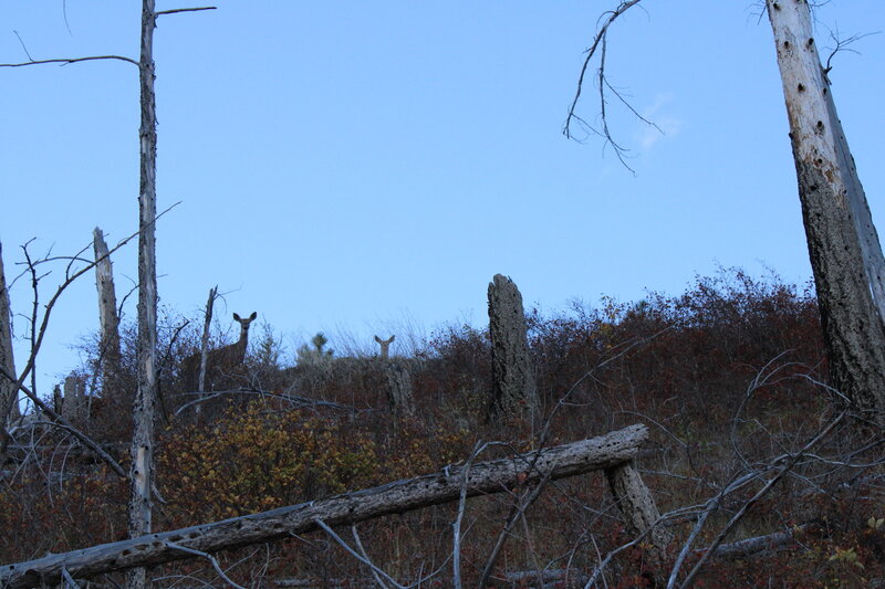 Whitetail deer looking down on the gulch.