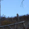 Whitetail deer looking down on the gulch.