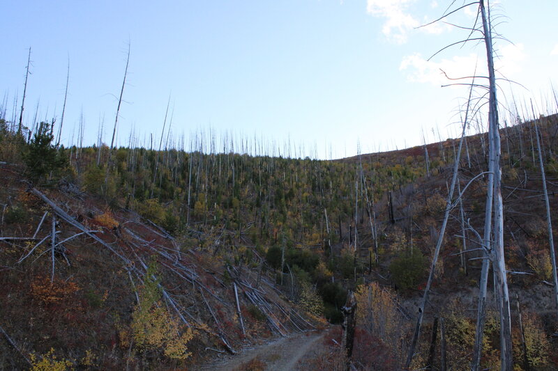 New growth among the burnt timber.