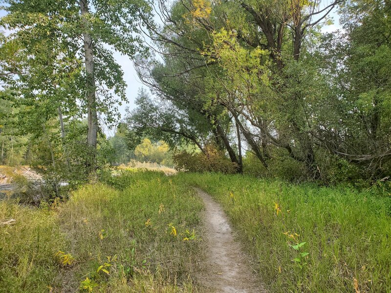 Trail along the edge of the forest.