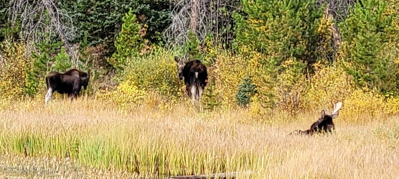 Three moose feeding in the morning on the side of Lily Pad Lake.