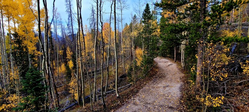 Typical section of trails with the aspens in fall color.