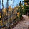 Typical section of trails with the aspens in fall color.