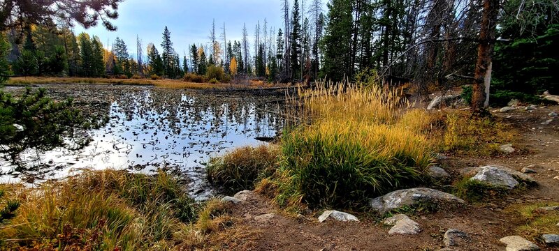 The lily pads have wilted by late September, but the golden grasses and aspens make up for it.