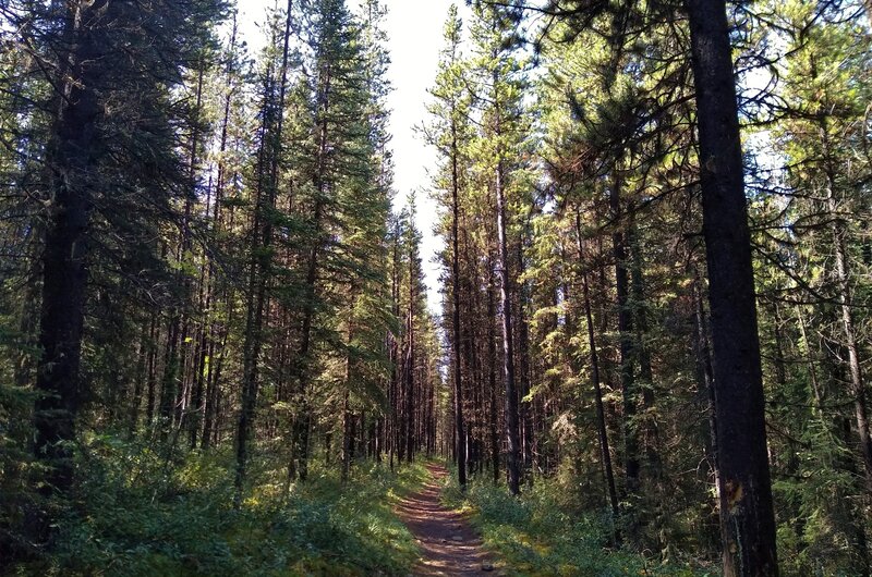 The beautiful fir forest along Willow Creek Trail.