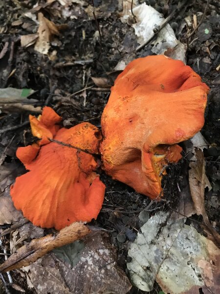 Lobster Mushroom