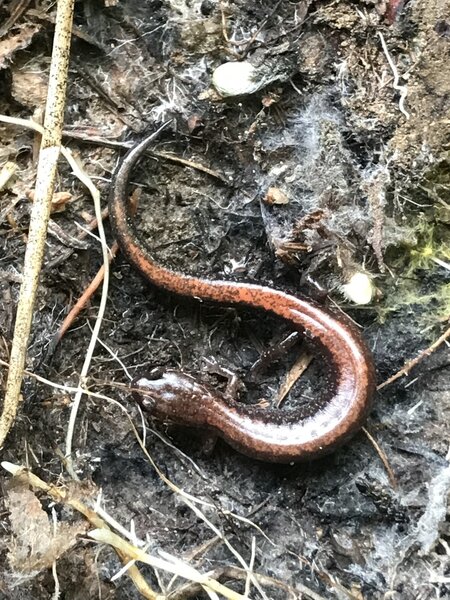 Red Back Salamander