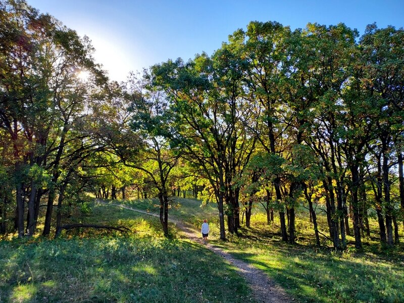 Sunlight through the trees on the Oak Leaf Trail