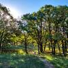 Sunlight through the trees on the Oak Leaf Trail