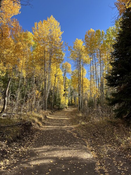 Fall colors on the Eagle Trail