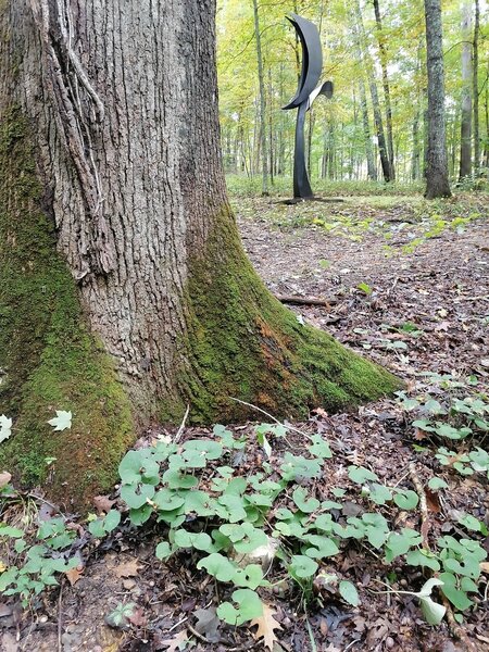 Wild ginger at base of oak tree, one of many sculptures beckons in the background.