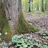 Wild ginger at base of oak tree, one of many sculptures beckons in the background.