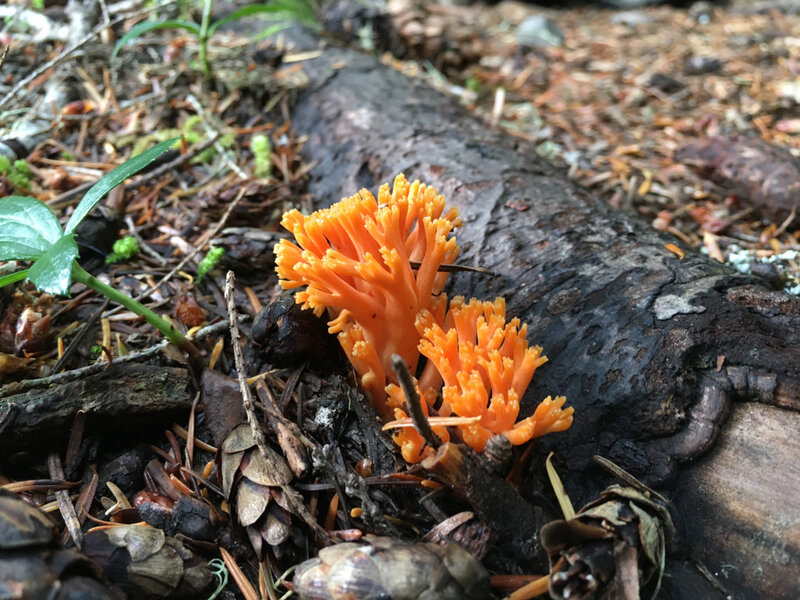 Forest fungi.