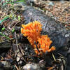 Forest fungi.