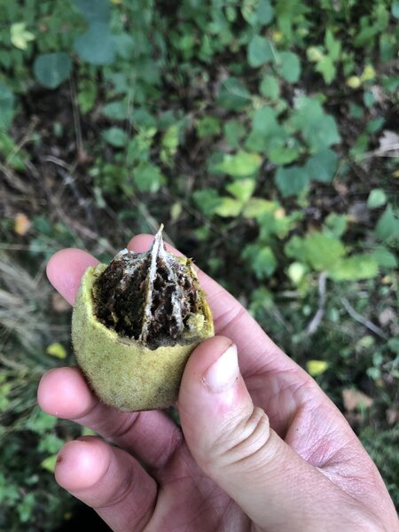 Butternut (Juglans cinerea) found near the access trail.