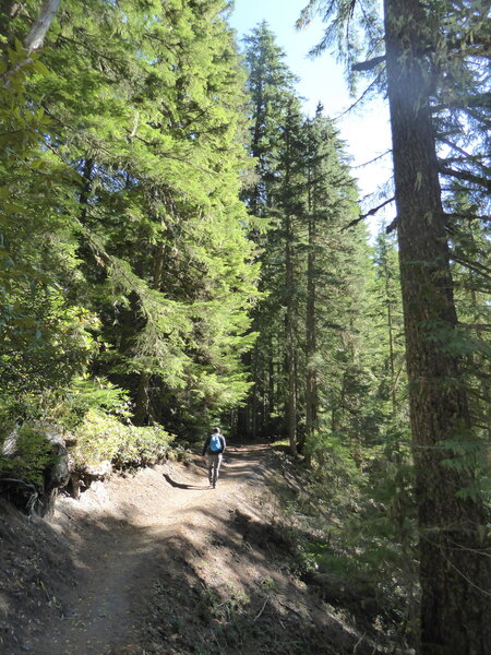 Steep slopes near trail edge.  Most of the trail is through forest, under the tree canopy.